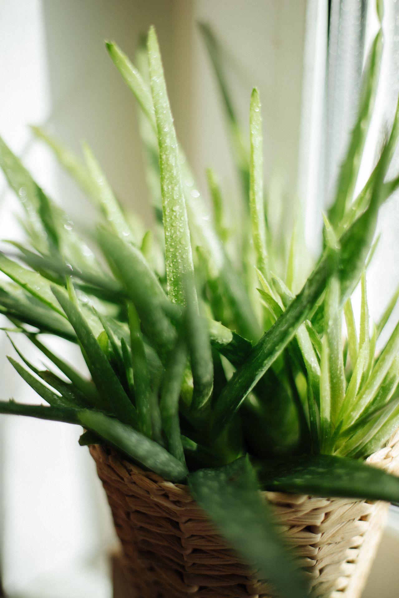 Aloe vera plant, a soothing option for minor burns after cooling
