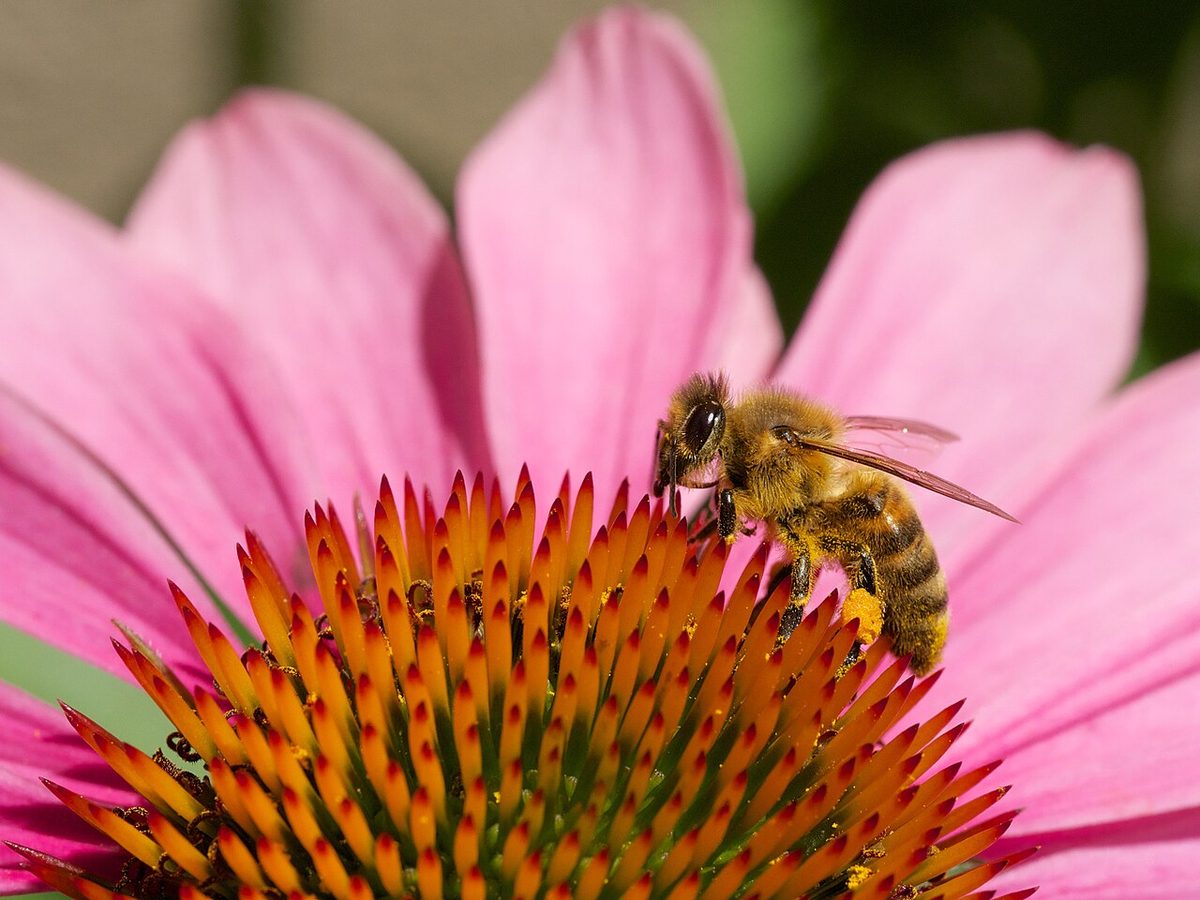 Honeybee collecting nectar on a flower